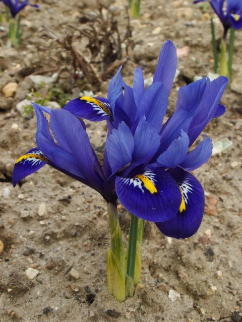 Iris reticulata 'Harmony'